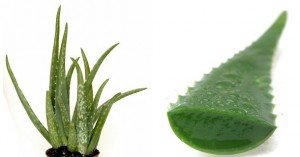 aloe-vera-nedir-aloe-vera-faydalari-bagisiklik-sistemi